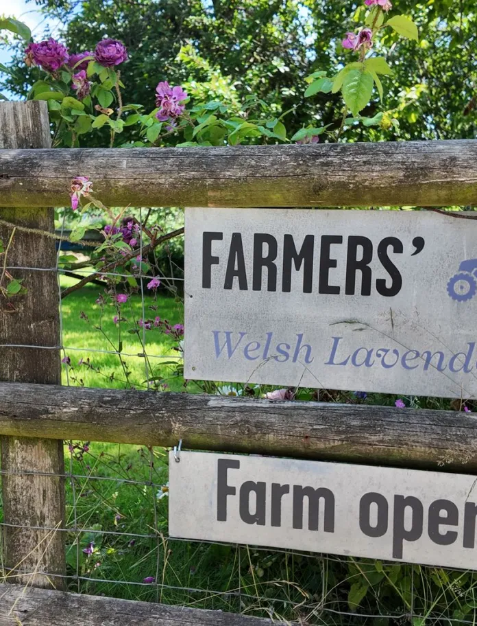 Welsh Lavender farm sign at entrance of the attraction 