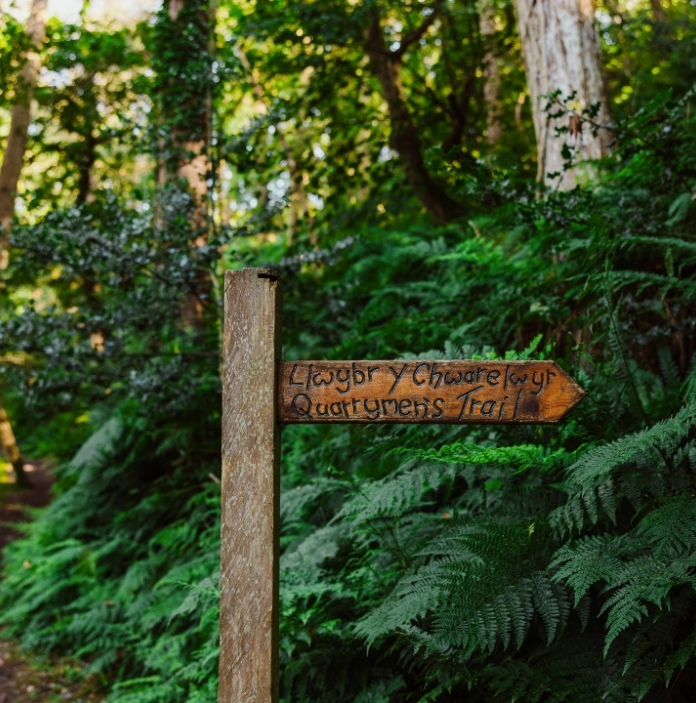 Wooden signpost for the “Chwarelwyr/Quarrymen’s Trail” beside a narrow forest path surrounded by lush greenery.