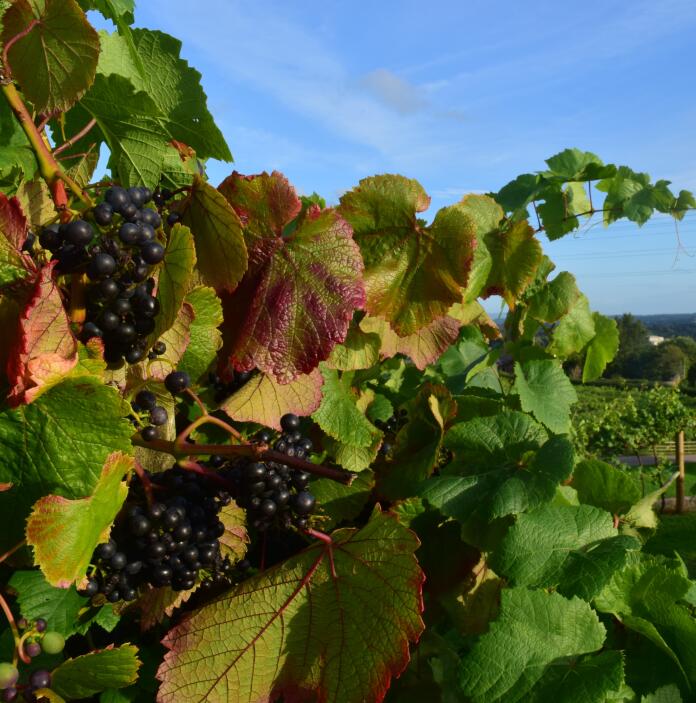 Leafy green blackberry bush with views of grape vines and the valley beyond.