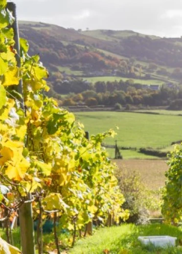 Between rows of vineyards growing grapes with views of countryside beyond.