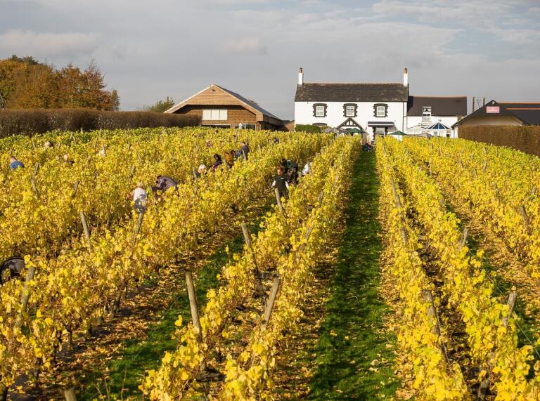People strolling through rows of vineyards with the house in the background.