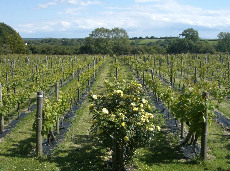 Rows of vines in a vineyard.