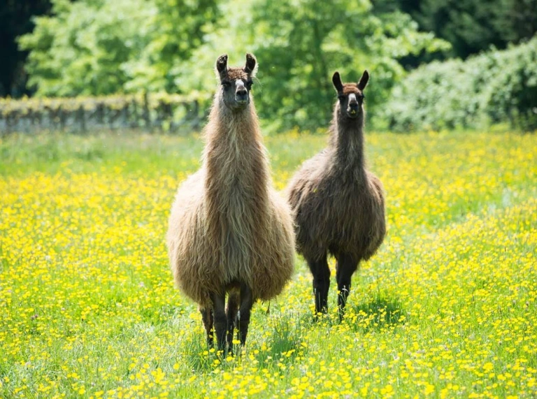 Two llamas in a field.