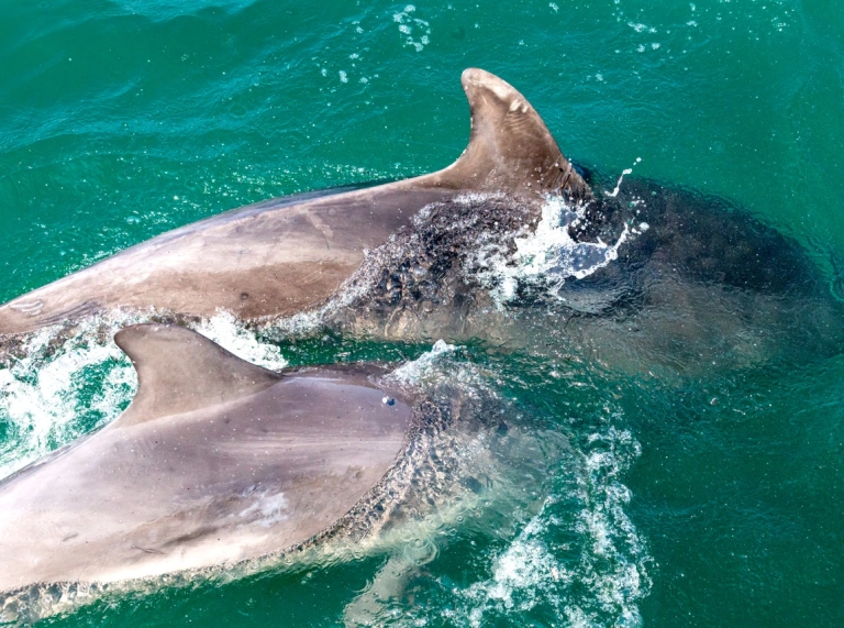 Dolphins playing in blue waters in Cardigan Bay