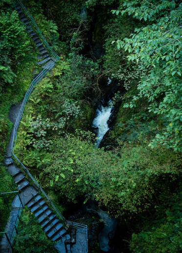 Steps leading to a waterfall nestled in the trees.
