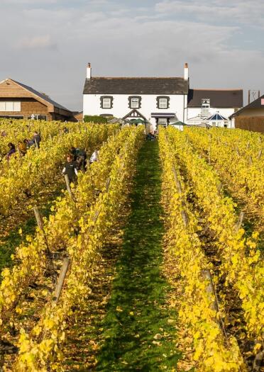 People strolling through rows of vineyards with the house in the background.