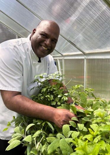 A person harvesting fresh herbs inside a greenhouse filled with leafy plants