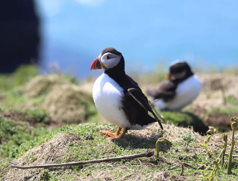 A couple of puffins in their natural habitat on the headland of Skomer Island.