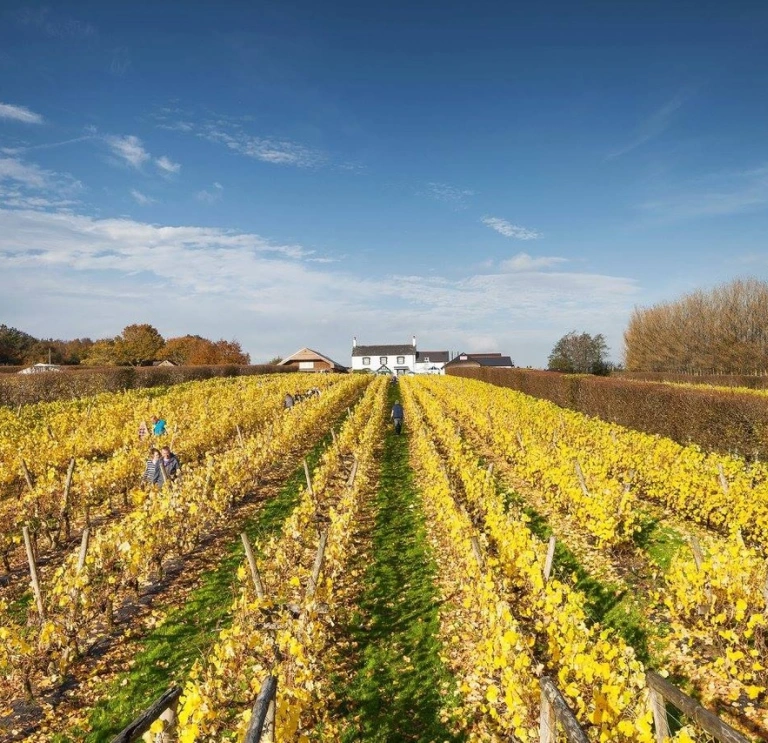 Field full of vines next to Llanerch Hotel