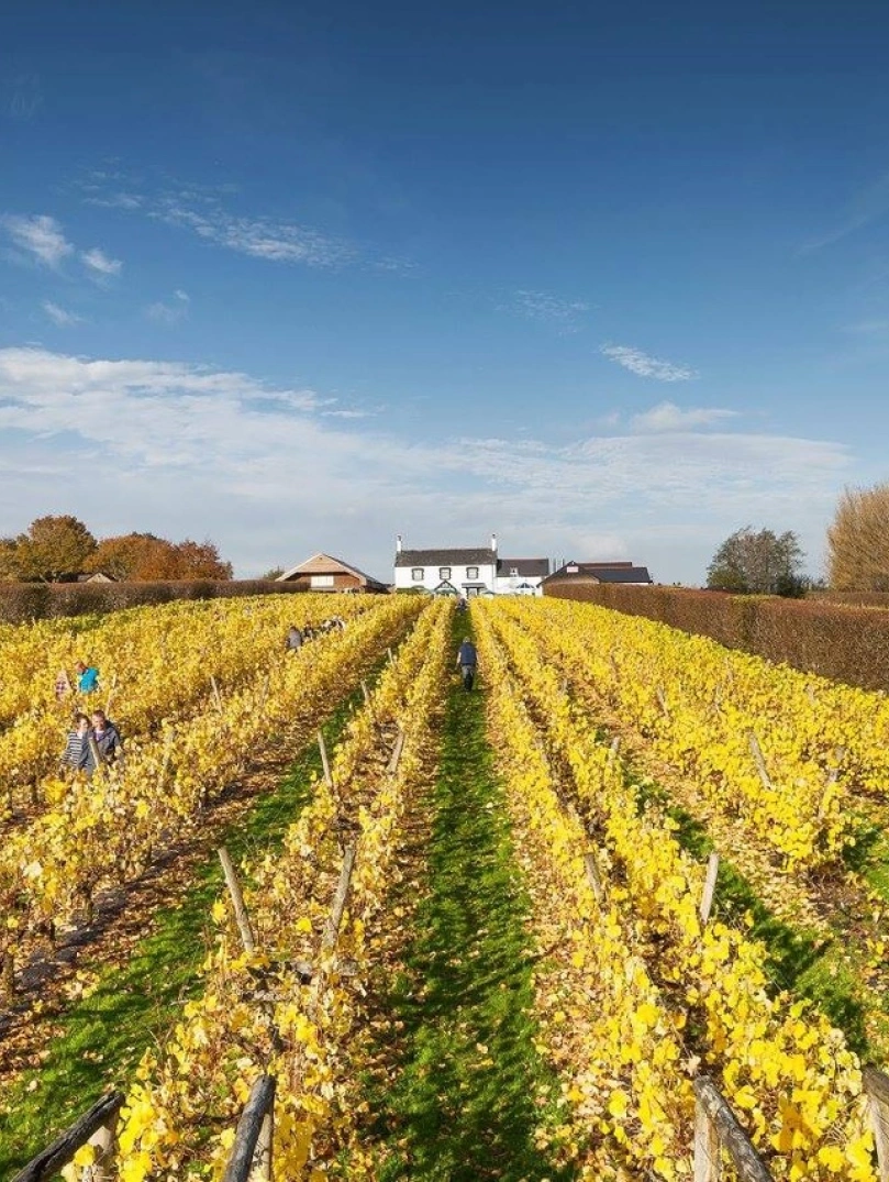 Field full of vines next to Llanerch Hotel