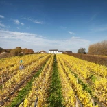 Field full of vines next to Llanerch Hotel